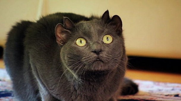 chat-quatre-oreilles-0