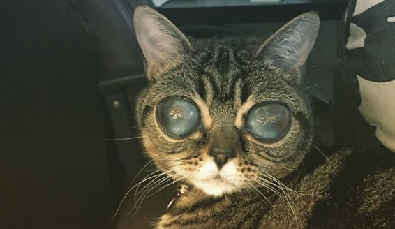 matilda-chat-extraterrestre-0