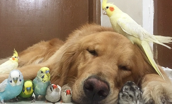 amitie-chien-oiseaux-hamster-19