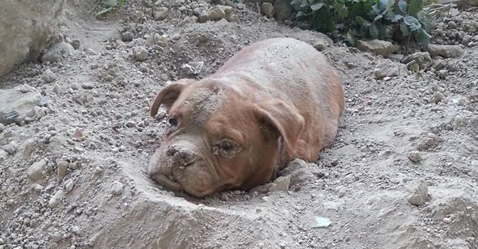 chien-enterre-vivant-12