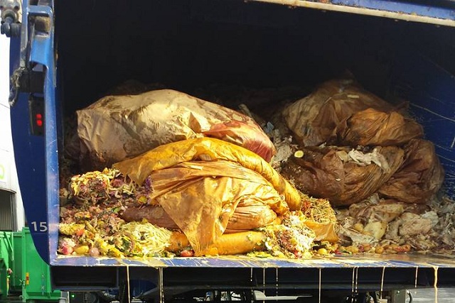 chat camion poubelle 0