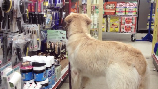 chien-maltraite-choisit-premier-jouet