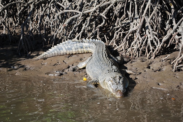 illustration crocodile indonesie