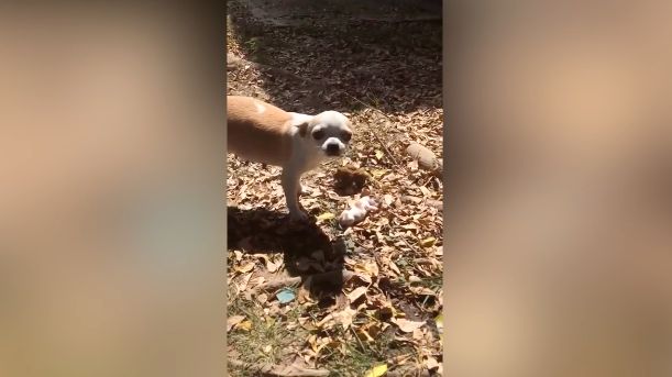 chienne-enterre-bebe