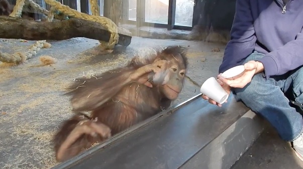 singe-tour-magie