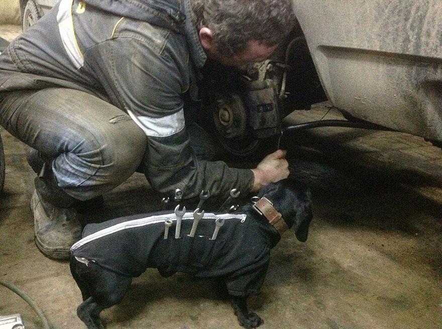 tool-dog-chien-mecanicien-1