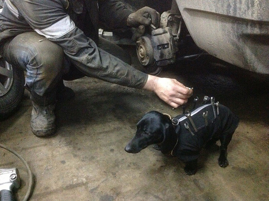 tool-dog-chien-mecanicien-2