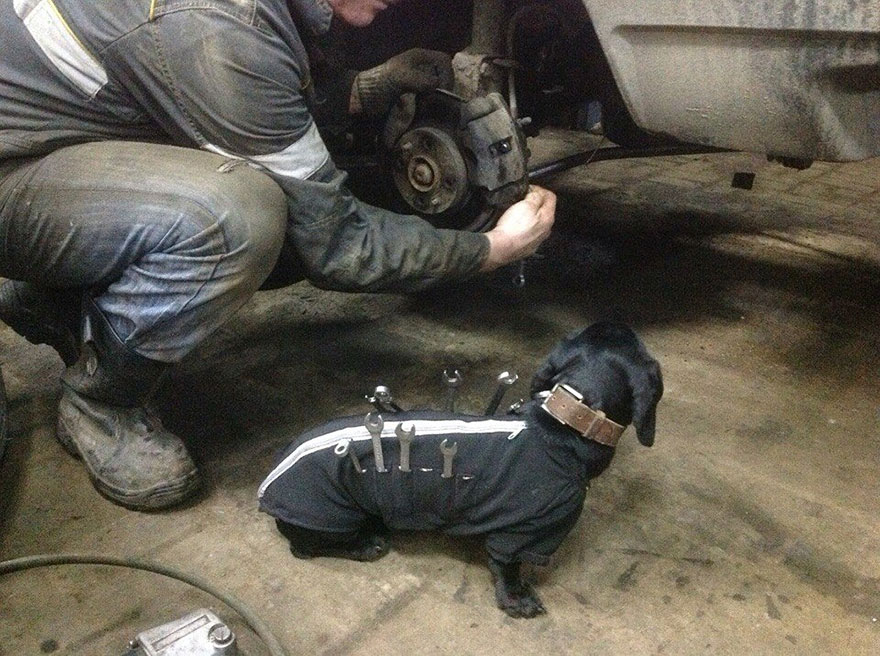 tool-dog-chien-mecanicien-3