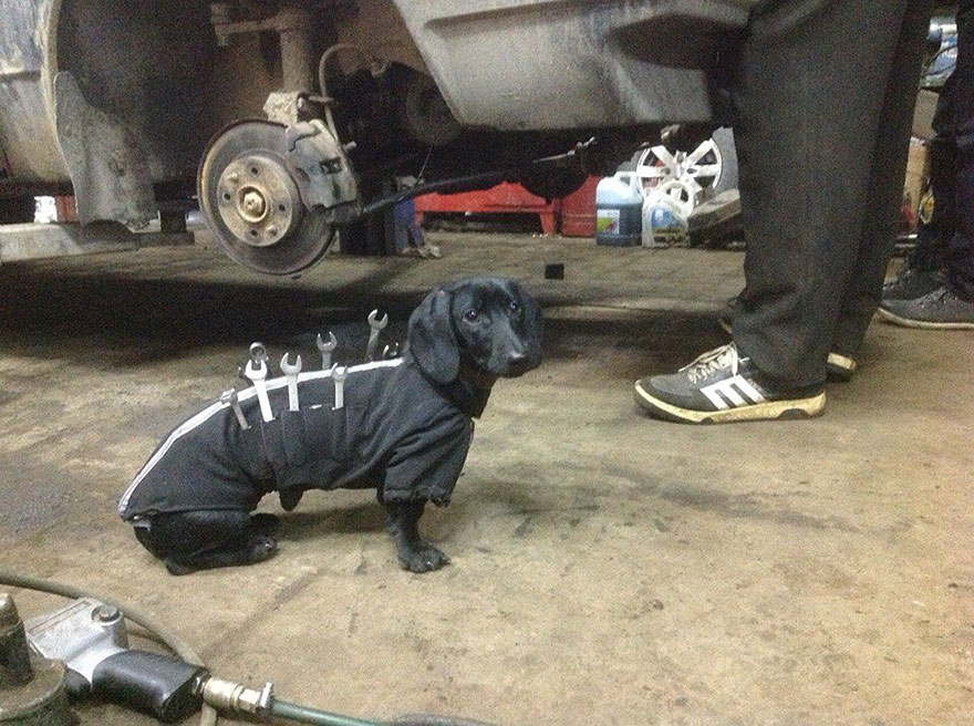 tool-dog-chien-mecanicien-4