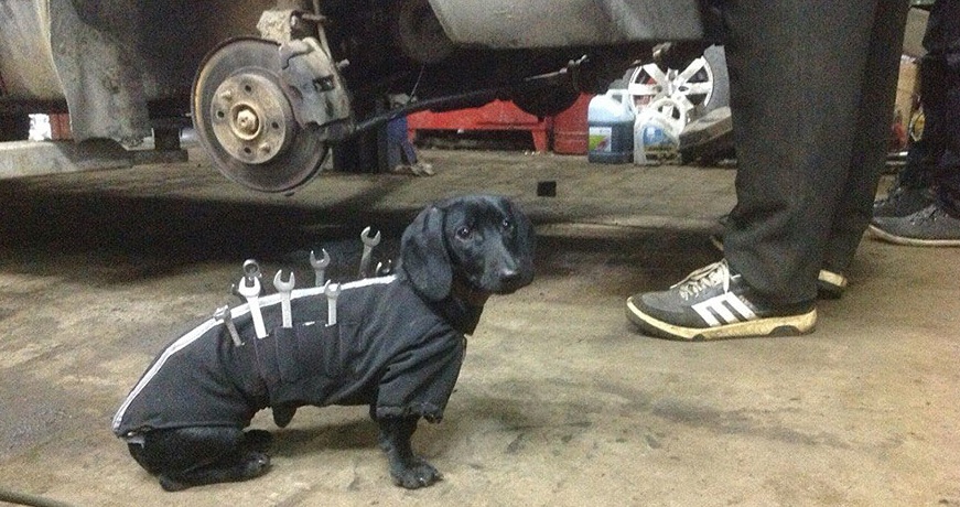tool-dog-chien-mecanicien-5