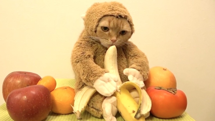 chat-singe-mange-banane