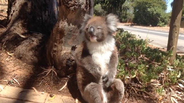 koala-pleure