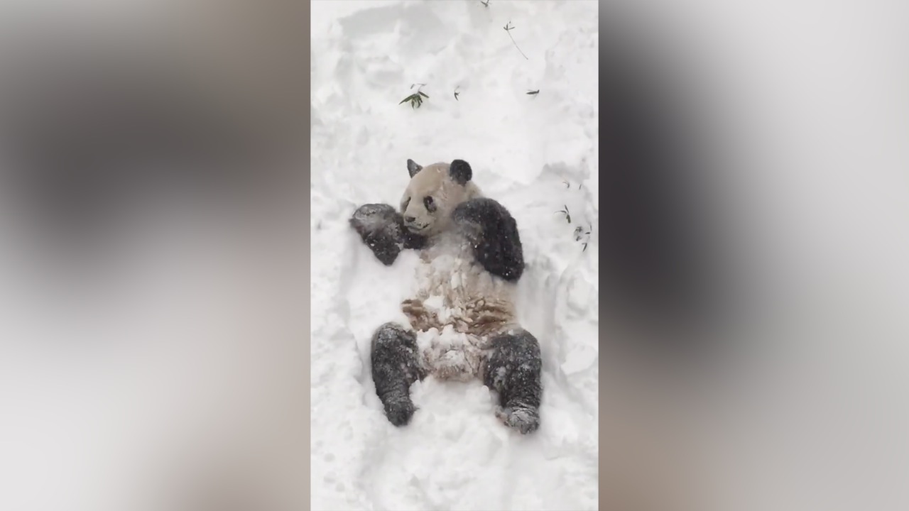 panda-neige