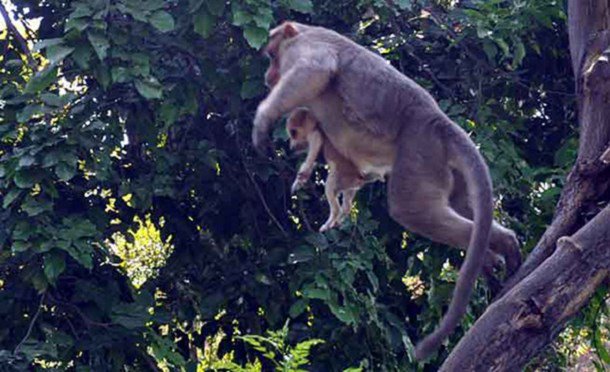 singe-adopte-chiot-defend-inde-1