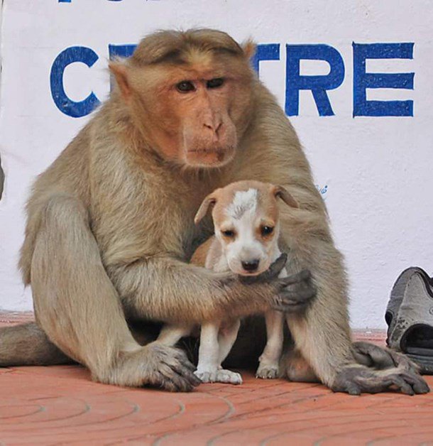 singe-adopte-chiot-defend-inde-3