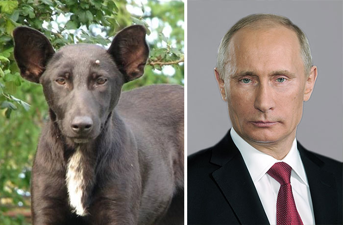 celebrity-look-alikes-animals-43