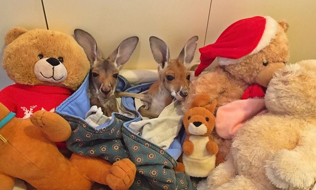 illustration kangaroo sanctuary