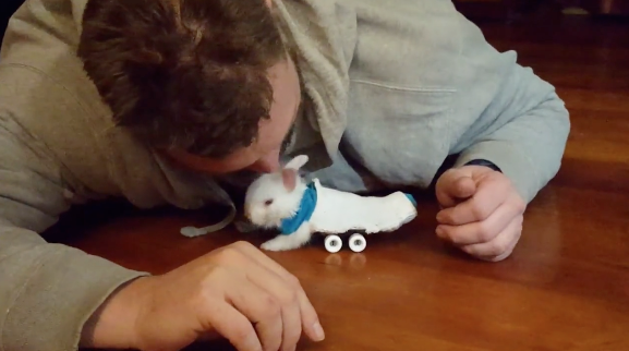 lapin-skateboard