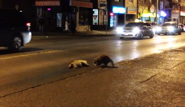 raton-laveur-tente-reanimer-ami-mort
