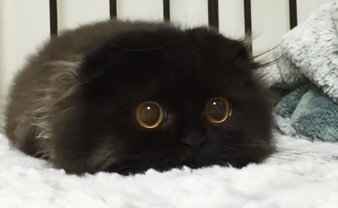 gimo-cat-15