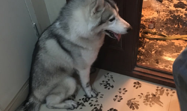 husky-chien-repeint-appartement-13