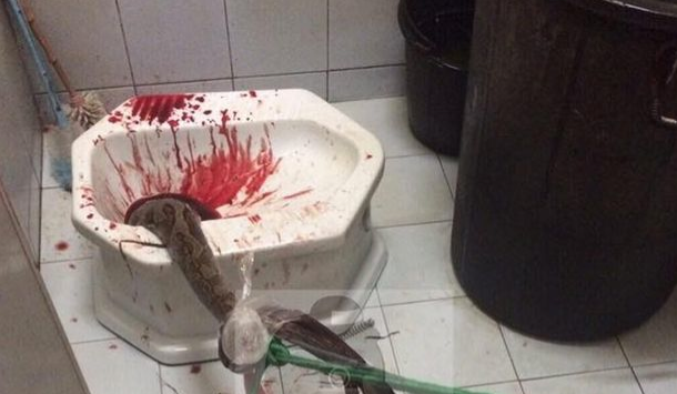 serpent-mort-penis-toilettes