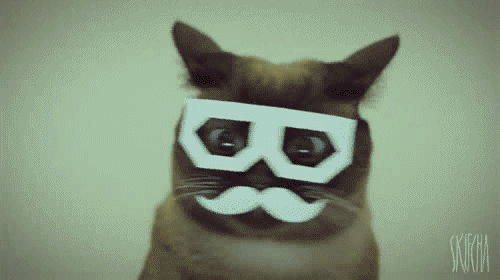 chat-drole-gif
