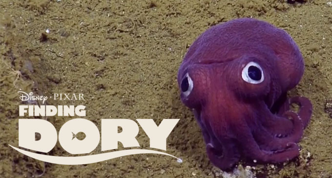 dory