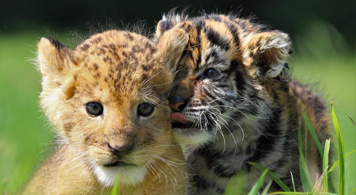 lion-tigre-bebe1