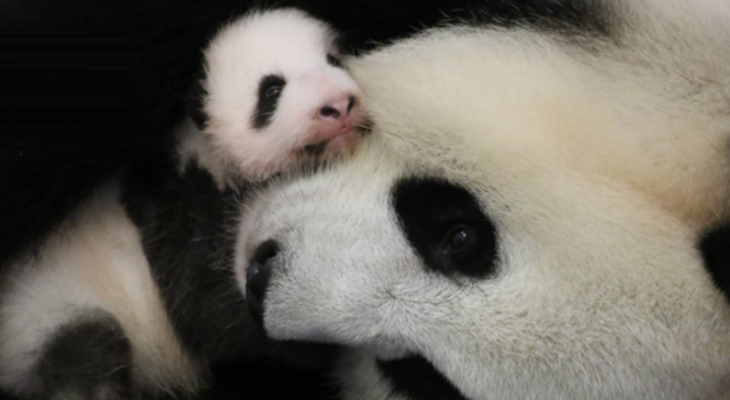 panda0