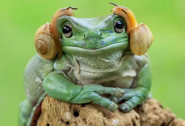 grenouille-princesse-leia-1