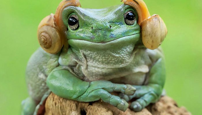 grenouille-princesse-leia-1