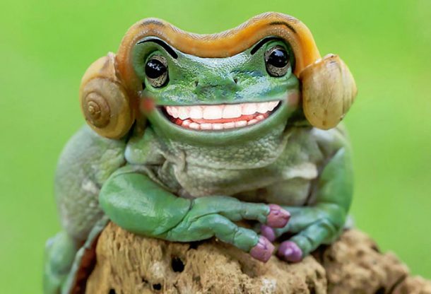 grenouille-princesse-leia-6