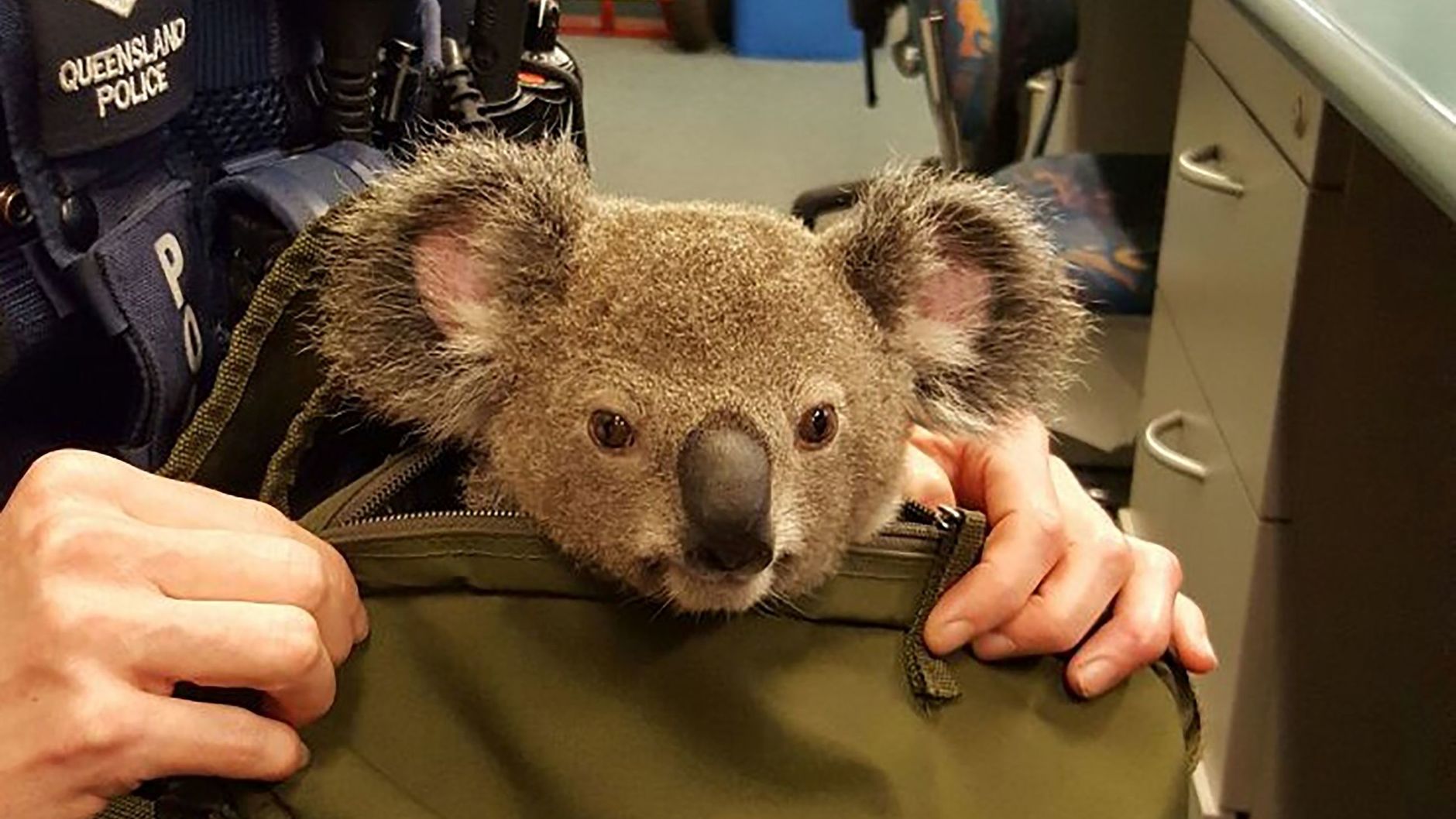 koala-sac-a-dos-australie-1