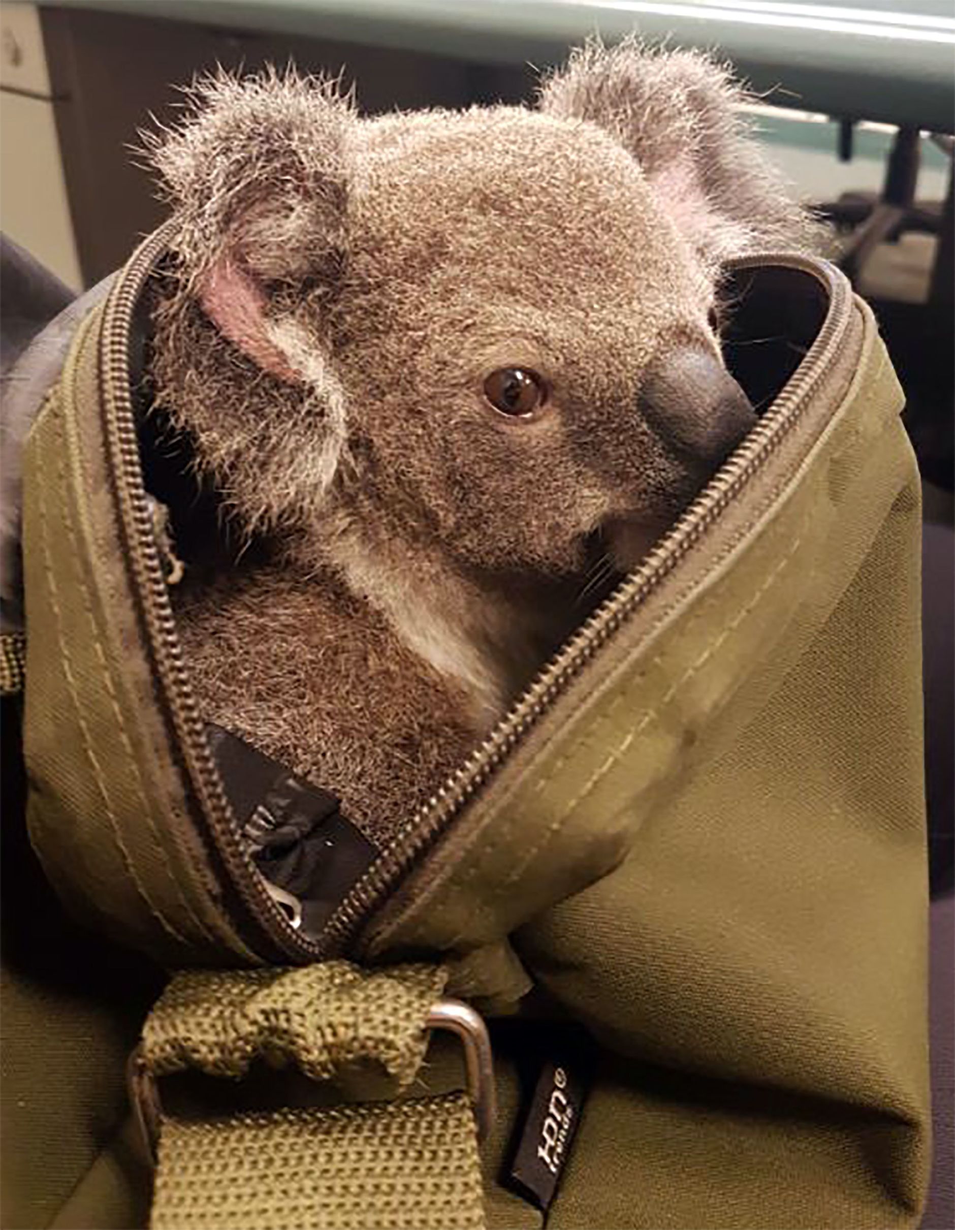 koala-sac-a-dos-australie-2