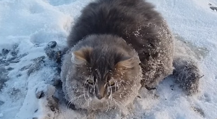 chat-coince-glace-sauver-mort-certaine