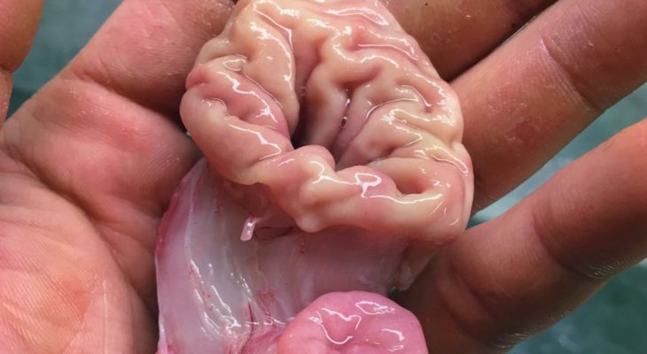 creature-bizarre-ocean