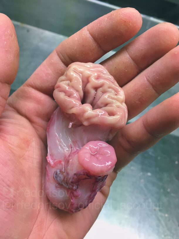 creature-marine-bizarre-1