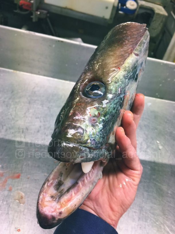 creature-marine-bizarre-3