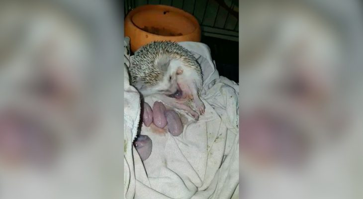 naissance-bebe-herisson