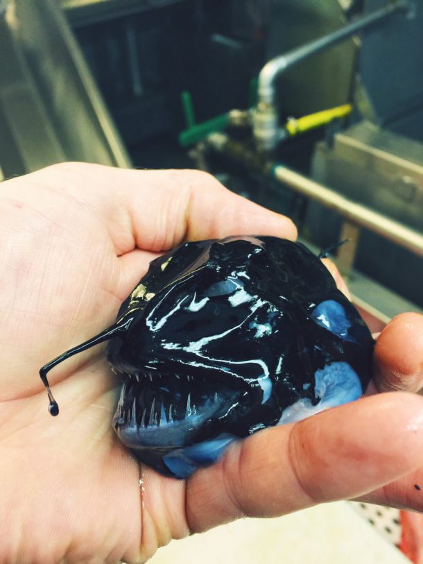 roman-fedortsov-creatures-marine-0123