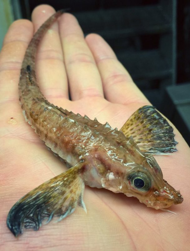 roman-fedortsov-creatures-marine-0124