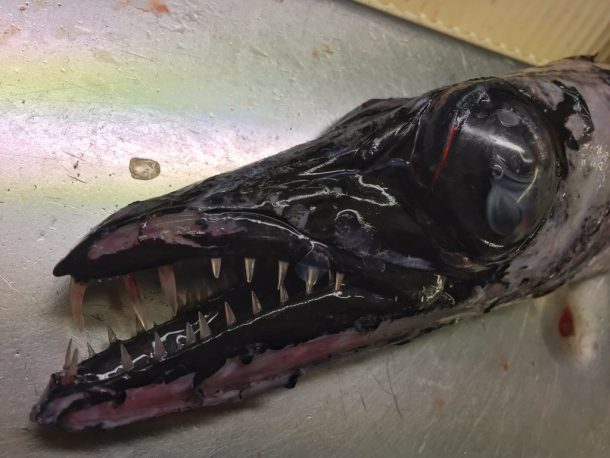 roman-fedortsov-creatures-marine-09