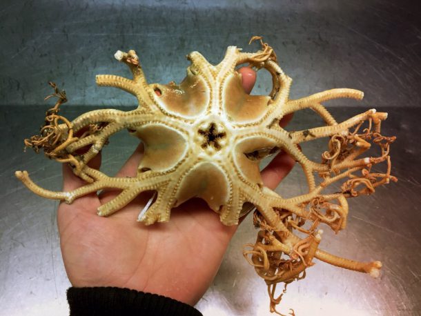 roman-fedortsov-creatures-marine-14