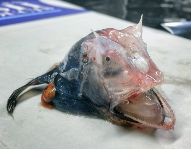 roman-fedortsov-creatures-marine-15