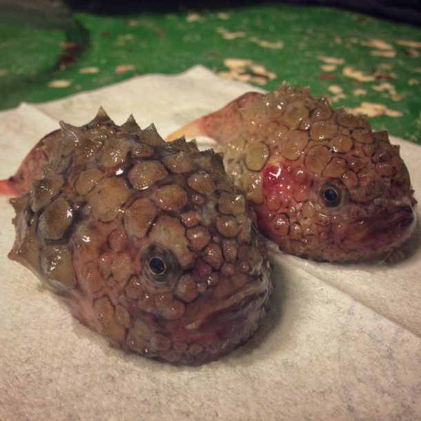 roman-fedortsov-creatures-marine-16