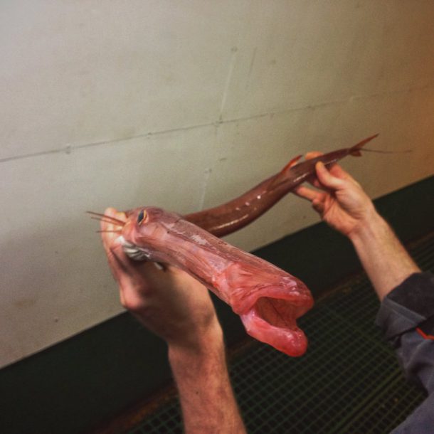 roman-fedortsov-creatures-marine-17