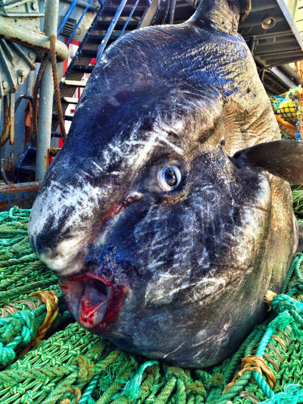 roman-fedortsov-creatures-marine-18