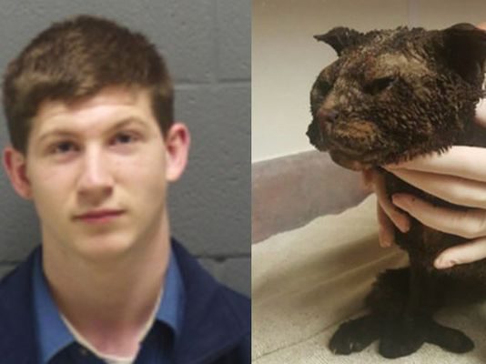 chat-petard-essence0