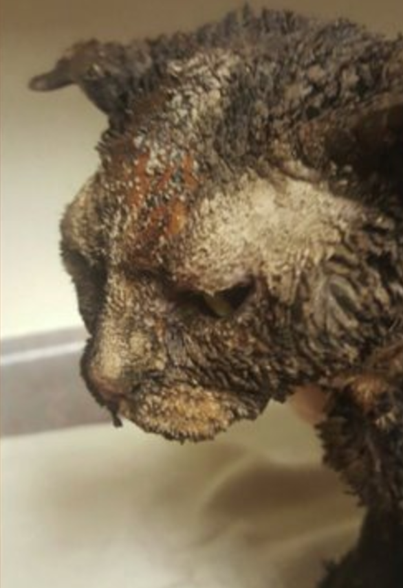 chat-petard-essence1